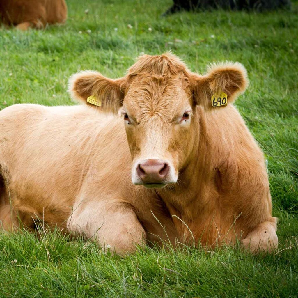 Stämmiges Rind auf der Wiese