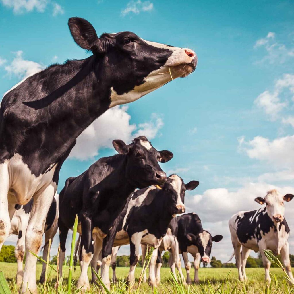 Holstein Rinder auf der Weide