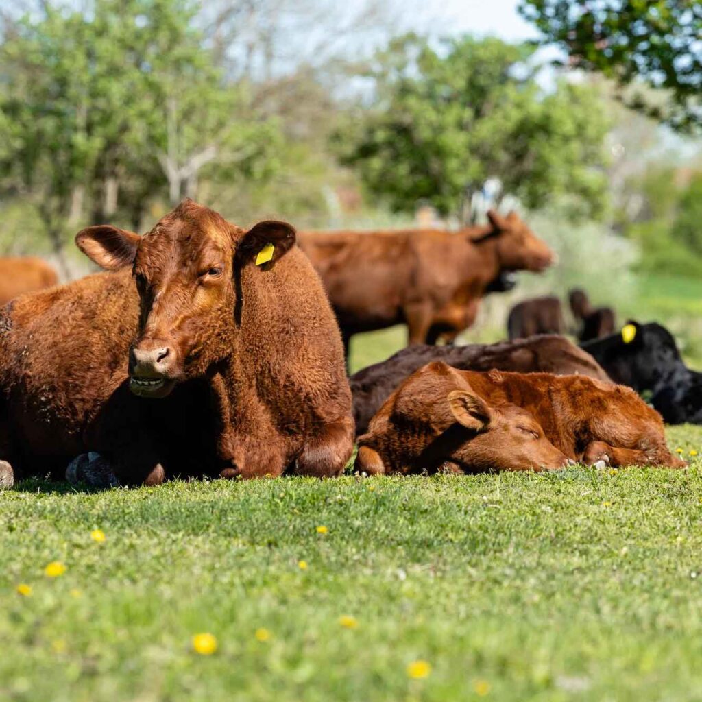 Braune Rinder auf der Weide