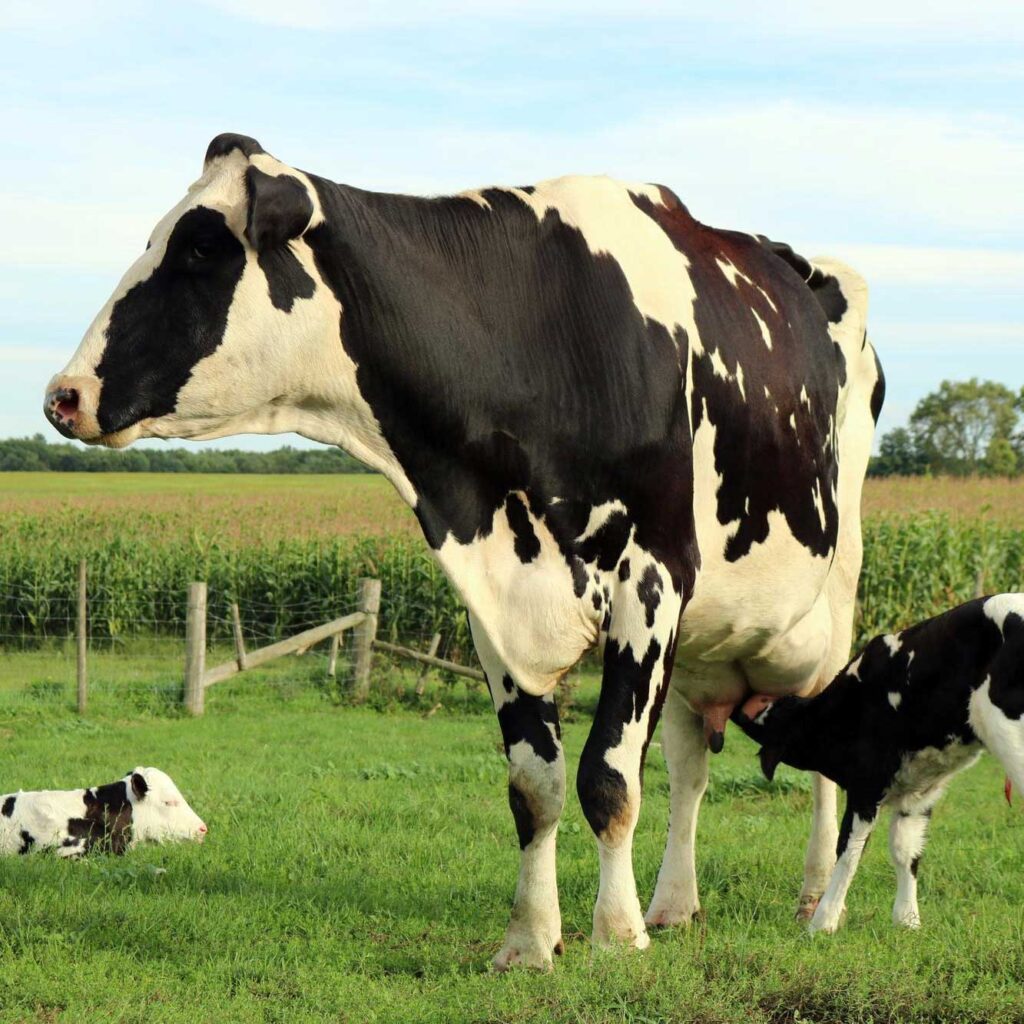Holstein Ammenkuh mit Kalb