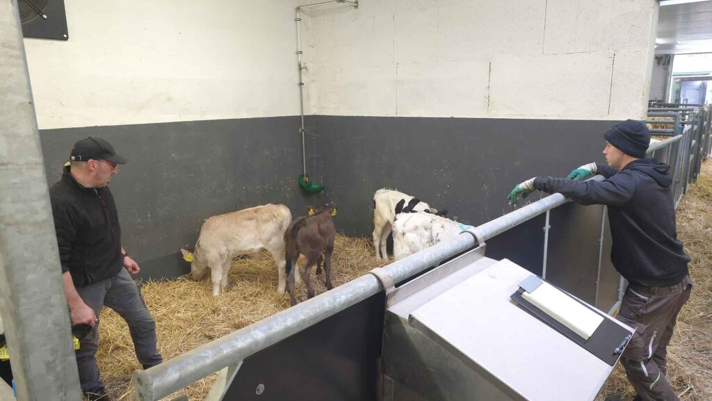 Frank und Leon bei der Begutachtung der Kälber