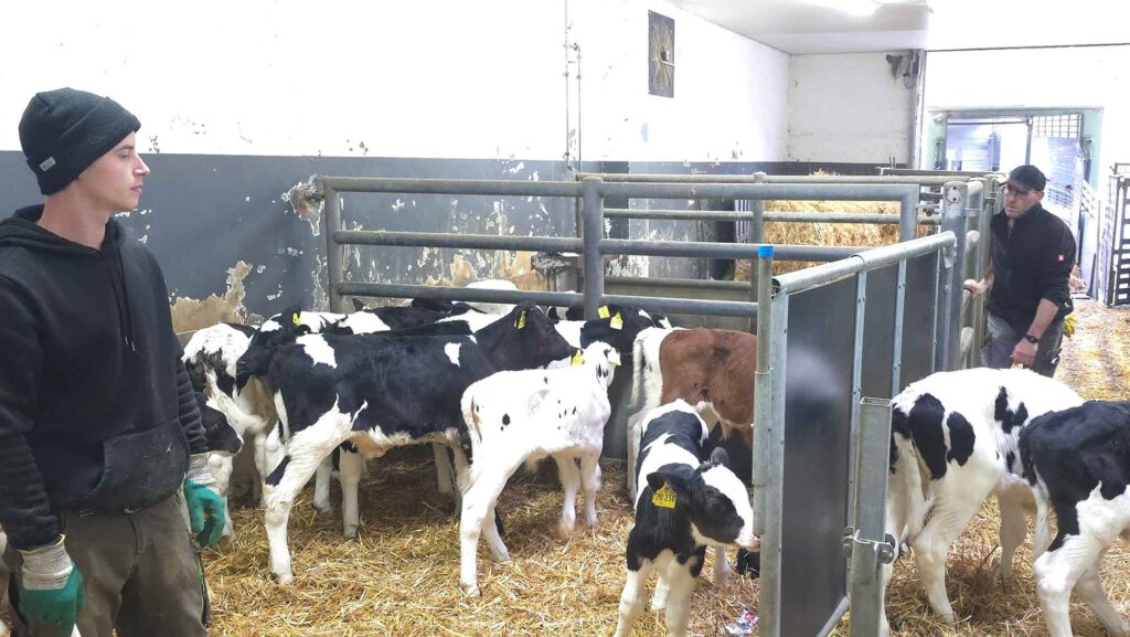 Leon und Frank bei der Arbeit mit den Kälbern