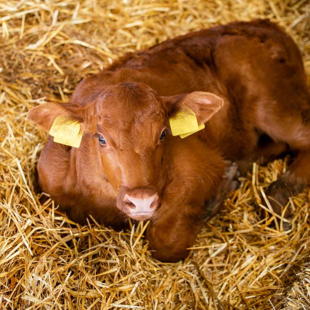 Limousin-Kalb im Stroh